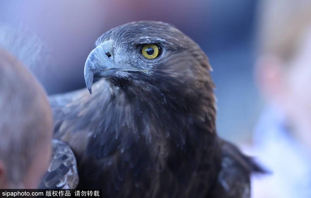 皇家马德里女足迎战法兰克福:晋级欧冠的关键时刻